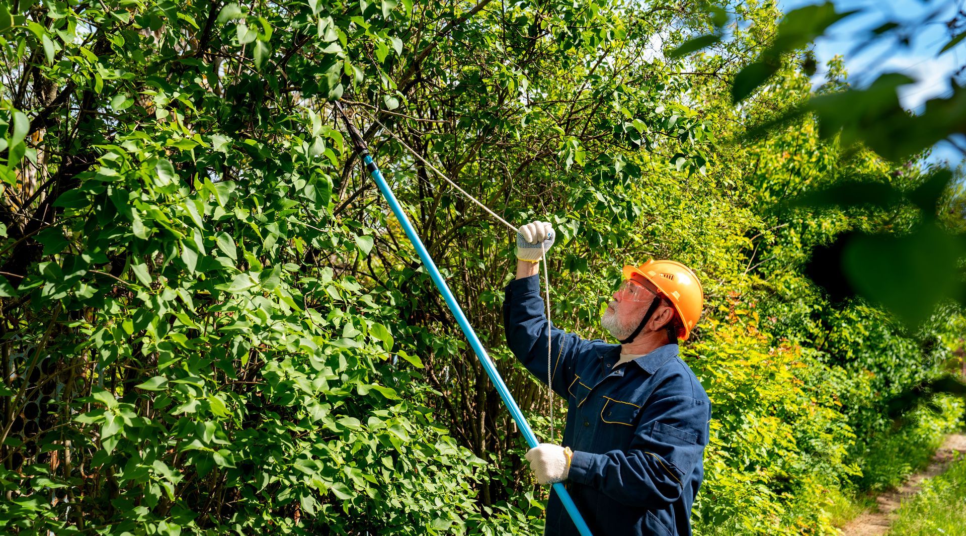 5 Mistakes Every Homeowner Makes While Trimming Trees
