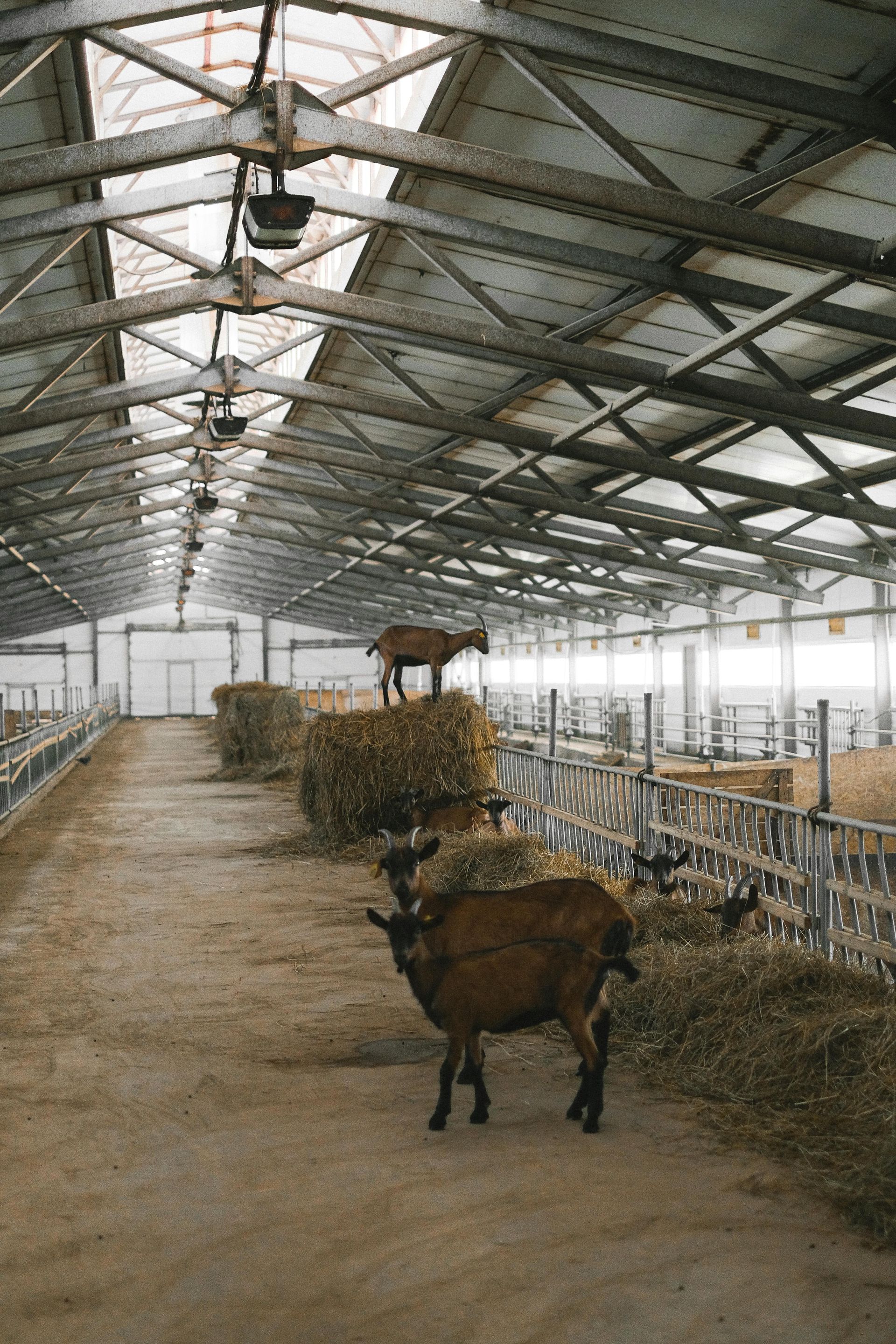 Goats in a barn, some near hay bales, with metal fences and skylights overhead.