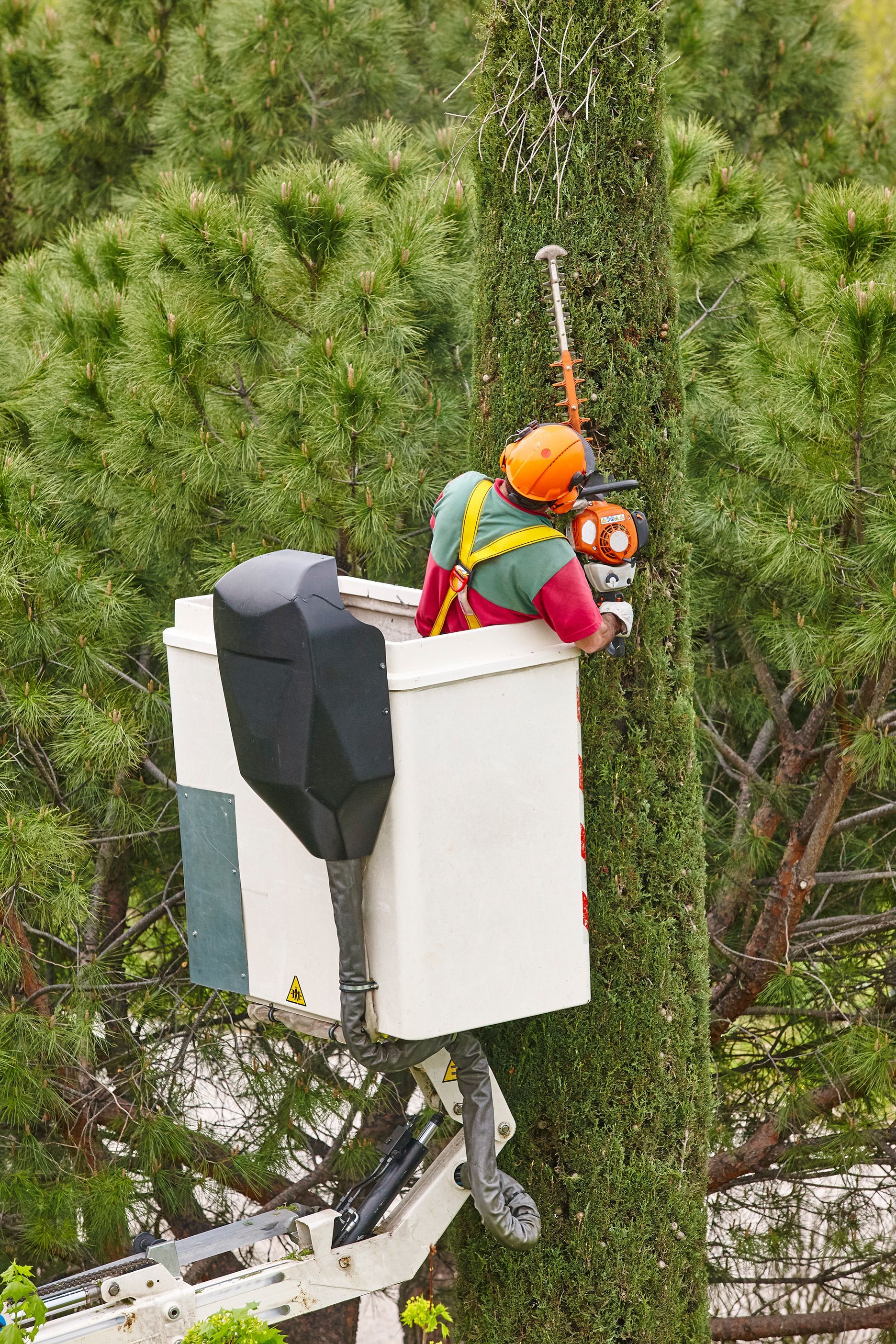 A man is cutting a tree in a bucket with a chainsaw.