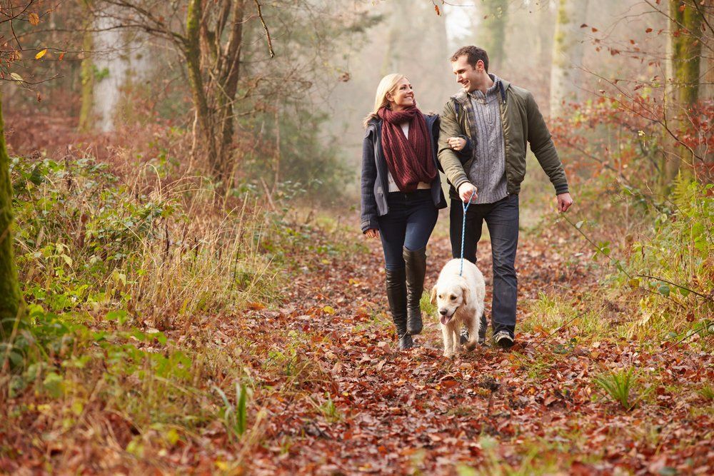 dog friendly motorhome hire, pet friendly, dog, motorhome, rental
