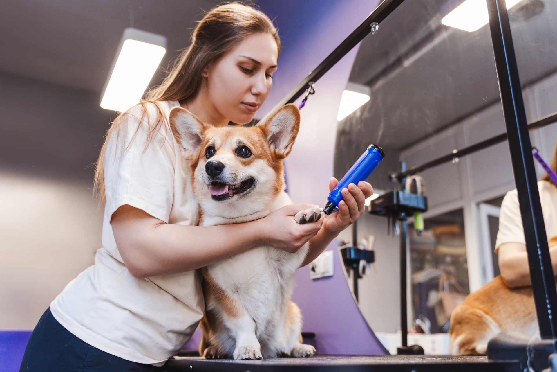 Mobile Pet Grooming Business Insurance Requirements