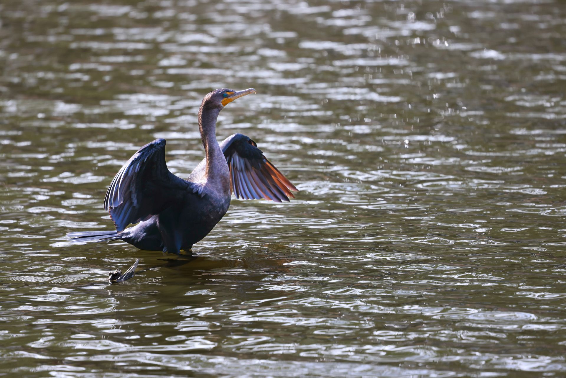 Dark waterbird with wings spread standing in shallow water, reflected on rippled surface.