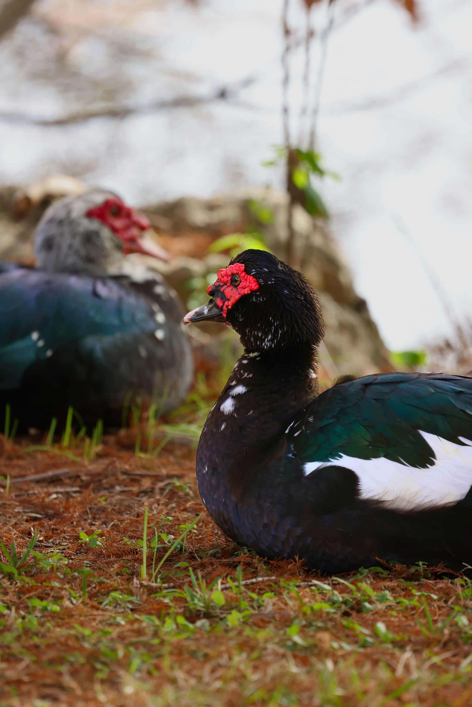 Two dark ducks with red faces resting on grass near water