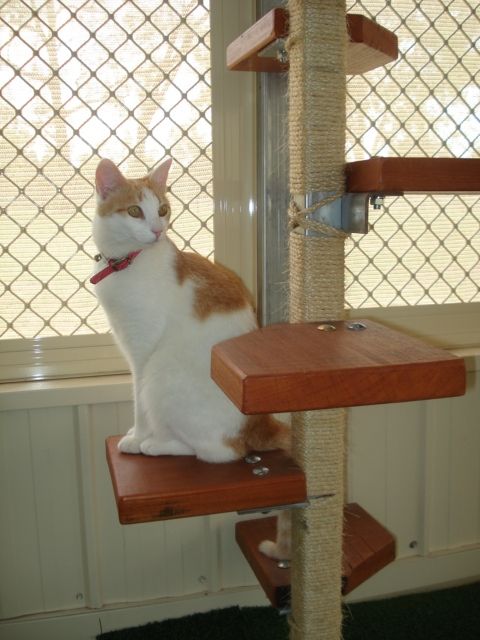 Cattery Rates | Llandilo, NSW | Abbeyvale Boarding Cattery