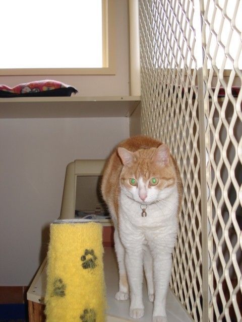 Black Cat — Llandilo, NSW — Abbeyvale Boarding Cattery