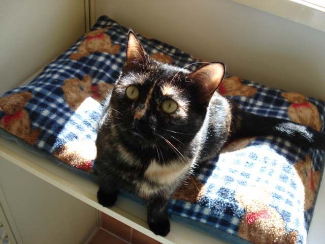 Trusted Cattery Service for Your Precious Cat — Llandilo, NSW — Abbeyvale Boarding Cattery