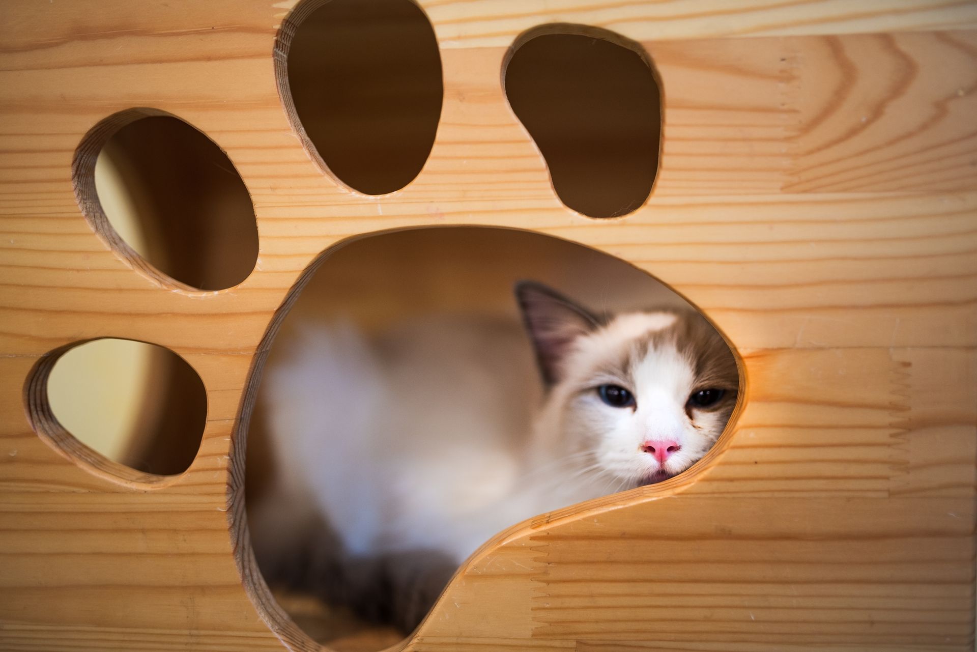 Cost-Effective — Llandilo, NSW — Abbeyvale Boarding Cattery