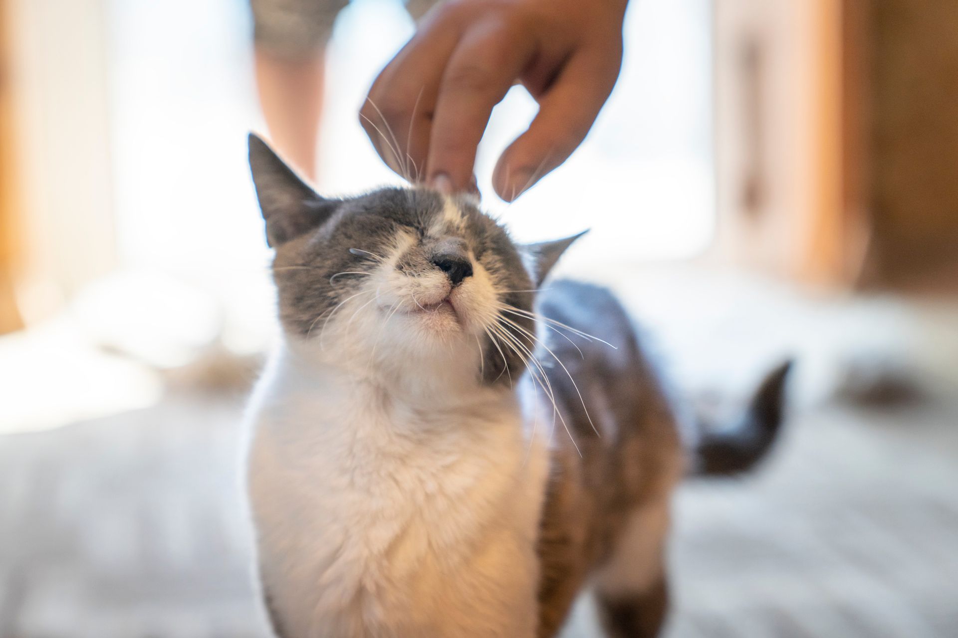 Hand touching a head of a cat — Llandilo, NSW — Abbeyvale Boarding Cattery