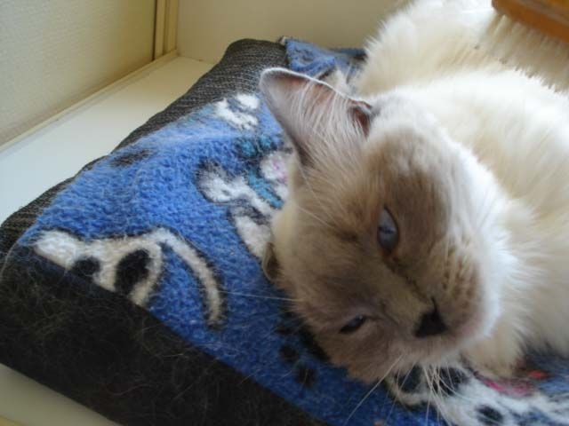 Charming Cute Cat Brightening Up Your Day — Llandilo, NSW — Abbeyvale Boarding Cattery
