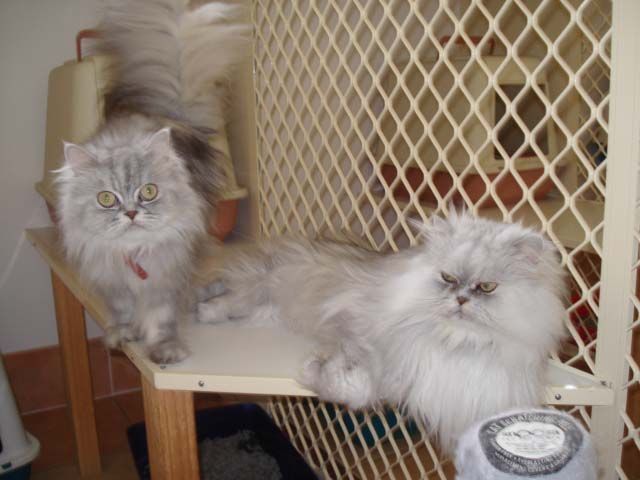 Accommodation for Cats — Llandilo, NSW — Abbeyvale Boarding Cattery
