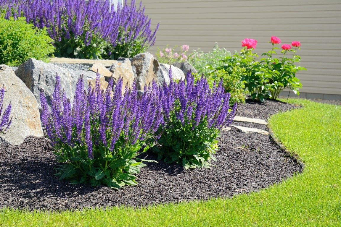 Purple flower landscape with some pink flowers.