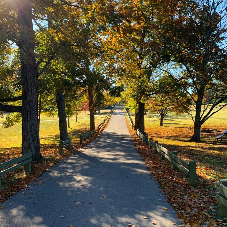 Pathway lined with trees in fall colors, leading to a grassy field on a sunny day.