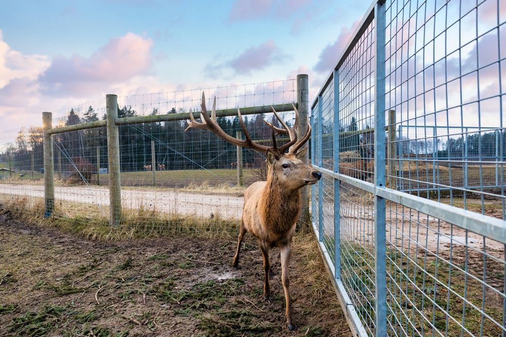 White wire mesh animal enclosure with tan posts, shown on a white background