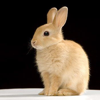 A small brown rabbit is sitting on a white surface.