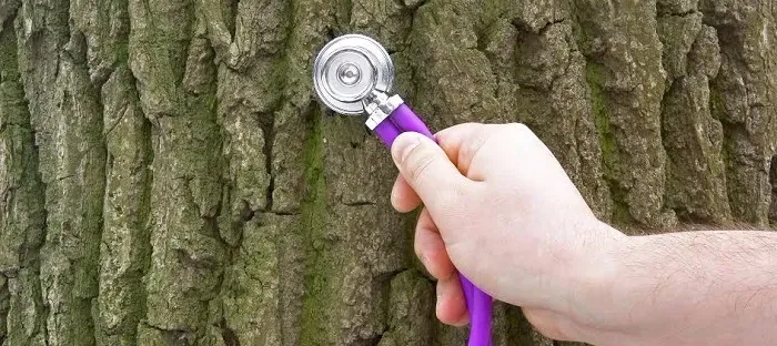 a tree bark with a hand holding a stethoscope against the tree bark
