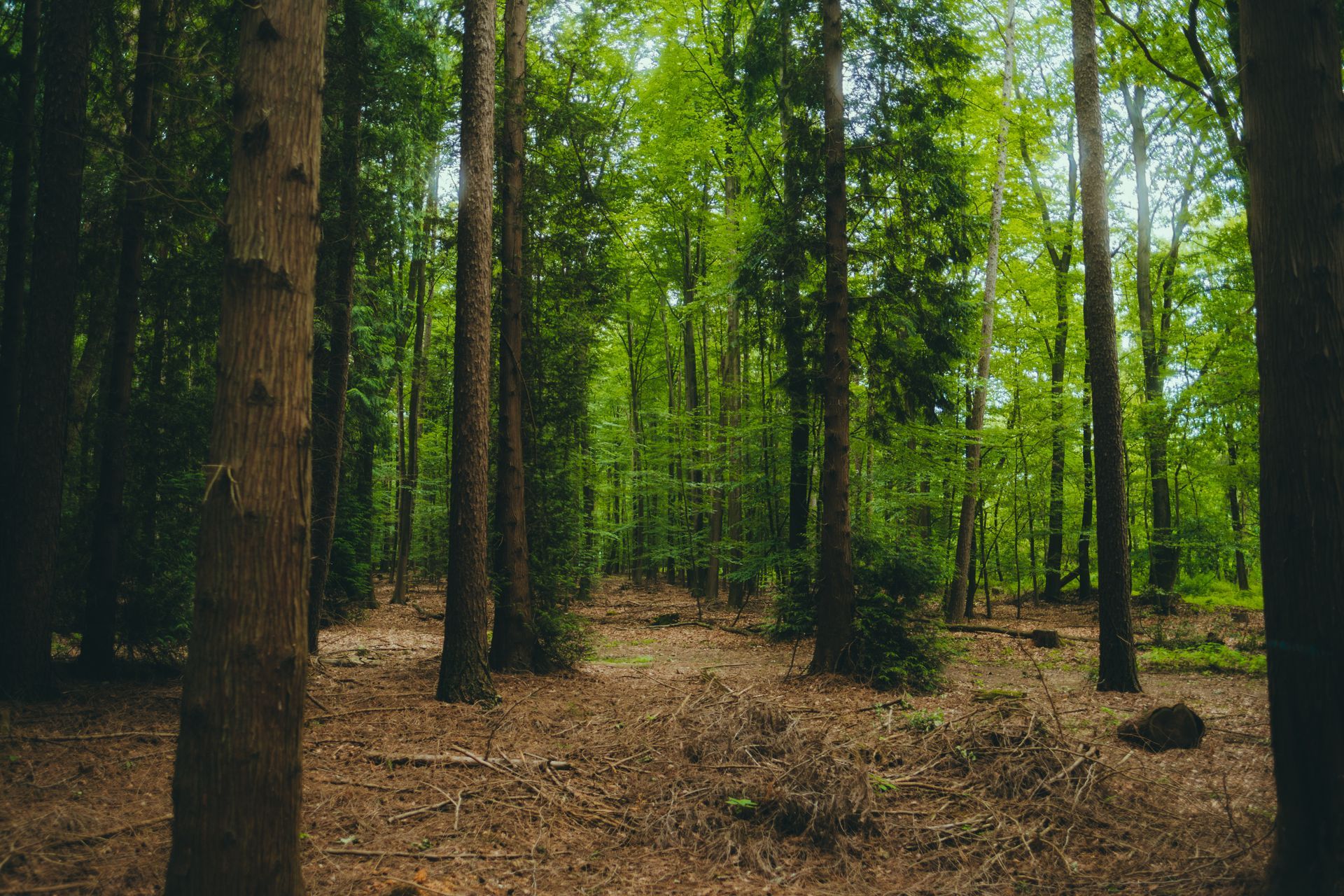 Forest scene: Tall trees with brown trunks and vibrant green leaves, brown forest floor.