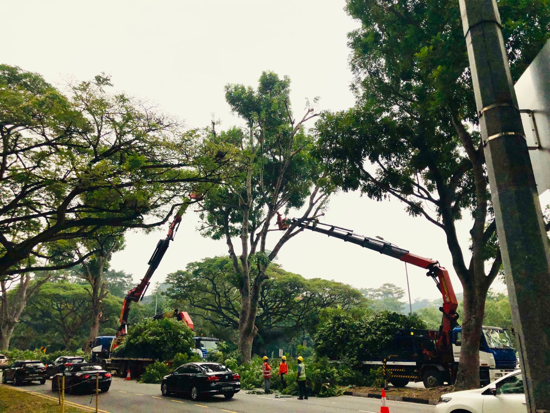 traffic on the road with arborists clearing fallen trees on the road