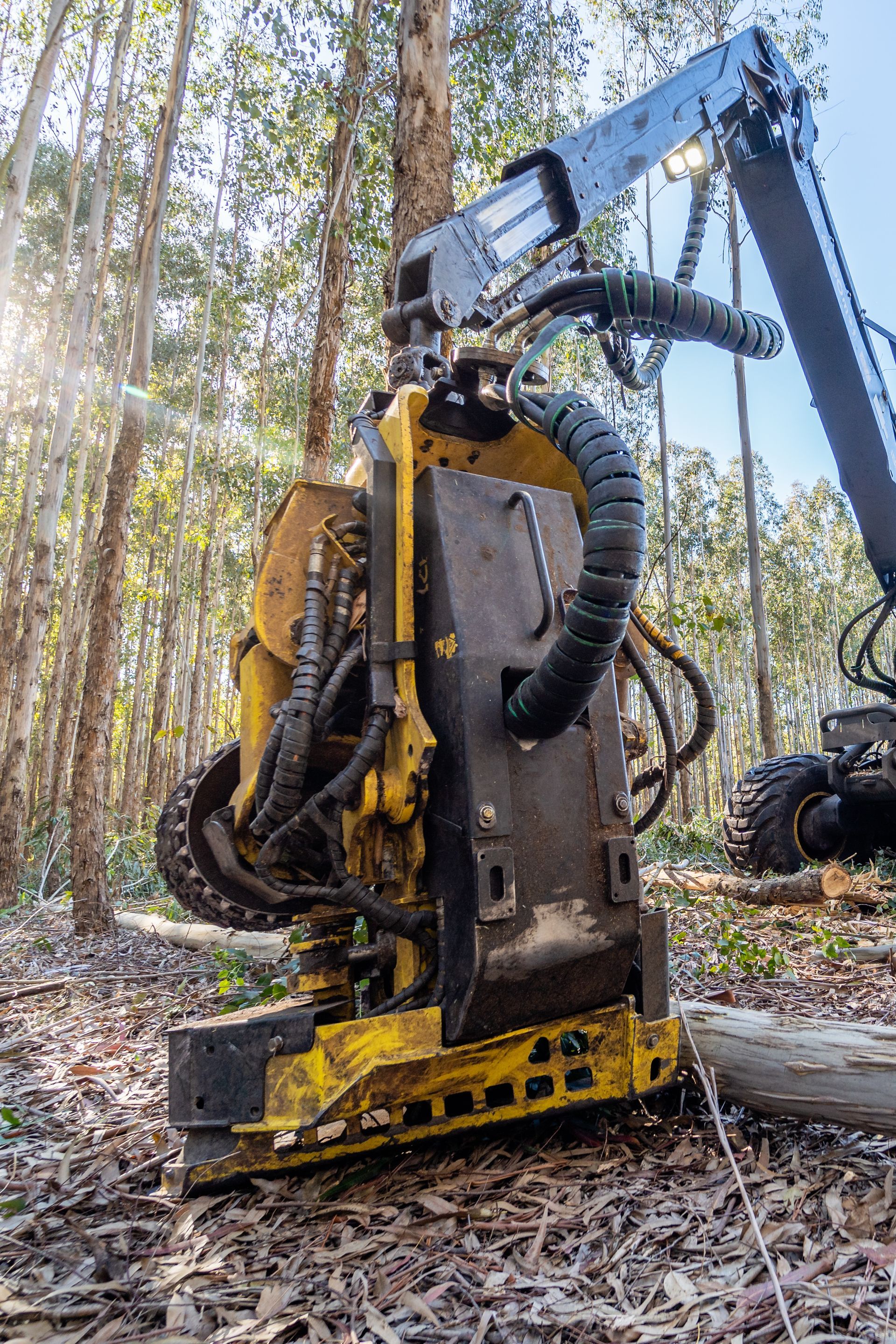 Yellow and black forestry harvester machine cutting trees in a forest.