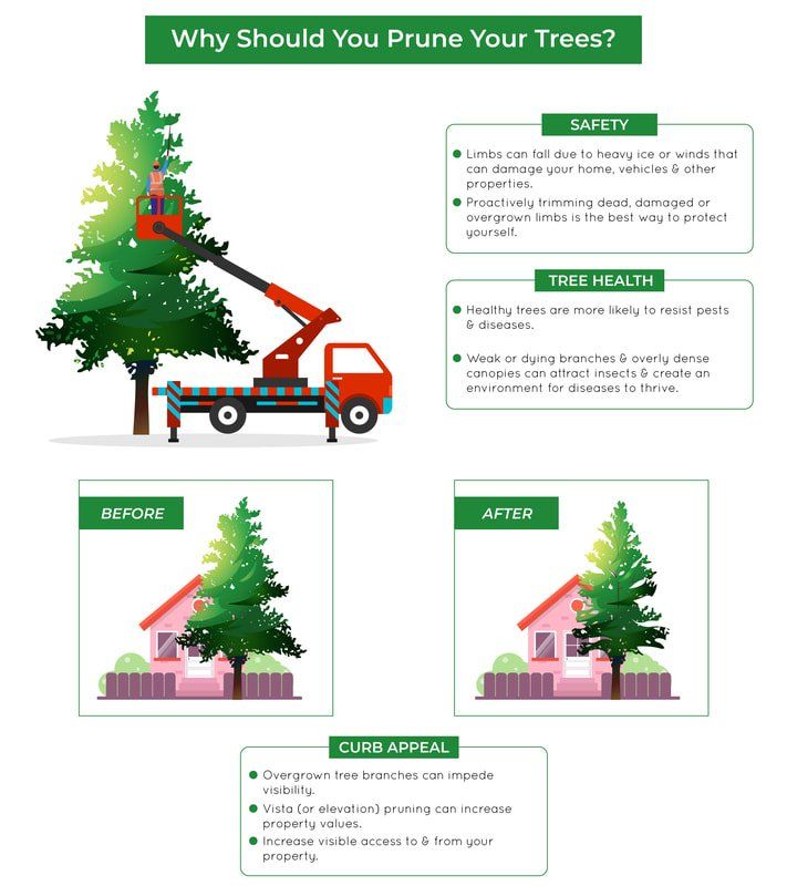Infographic explaining why to prune trees.