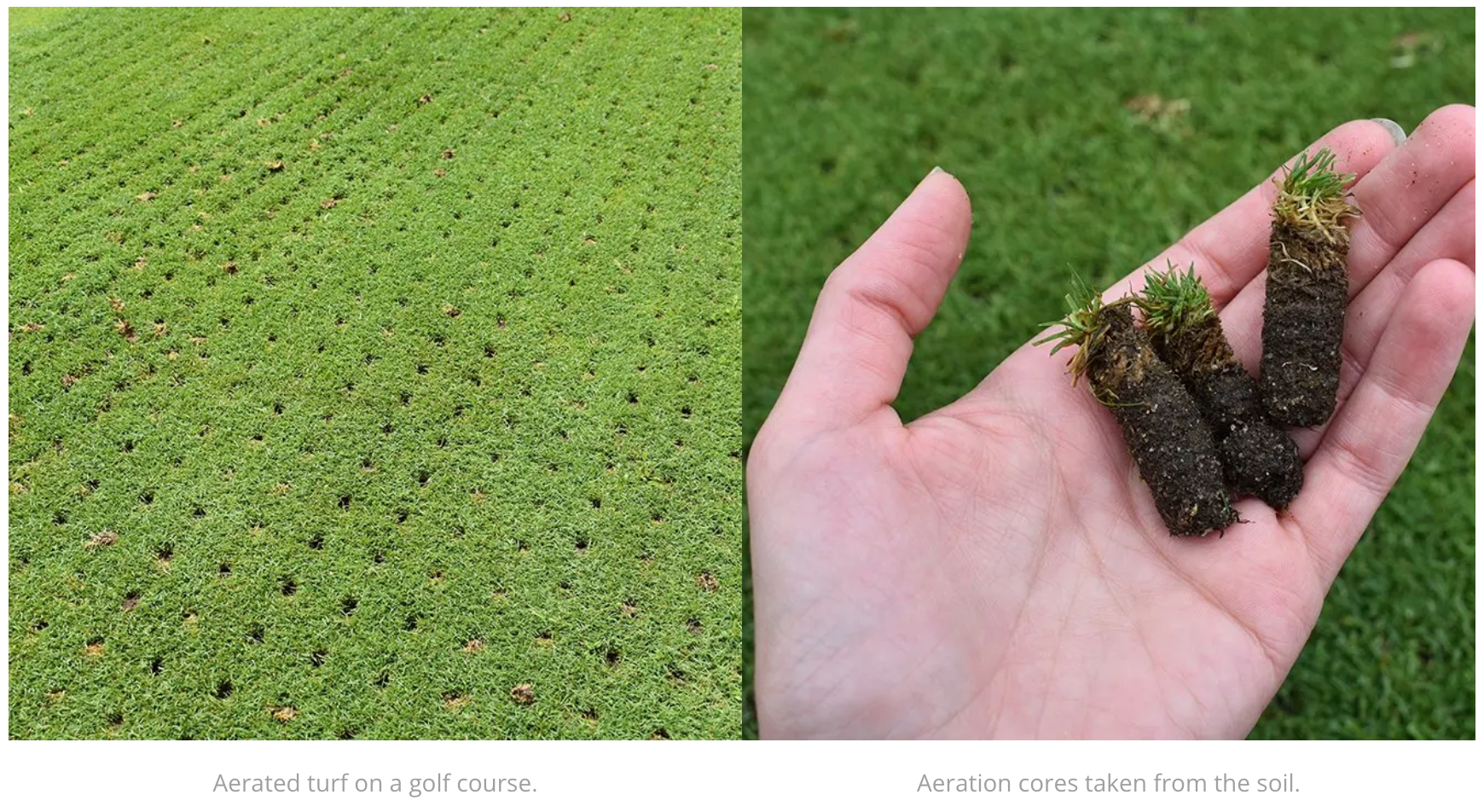 A person is holding two rolls of grass in their hand.