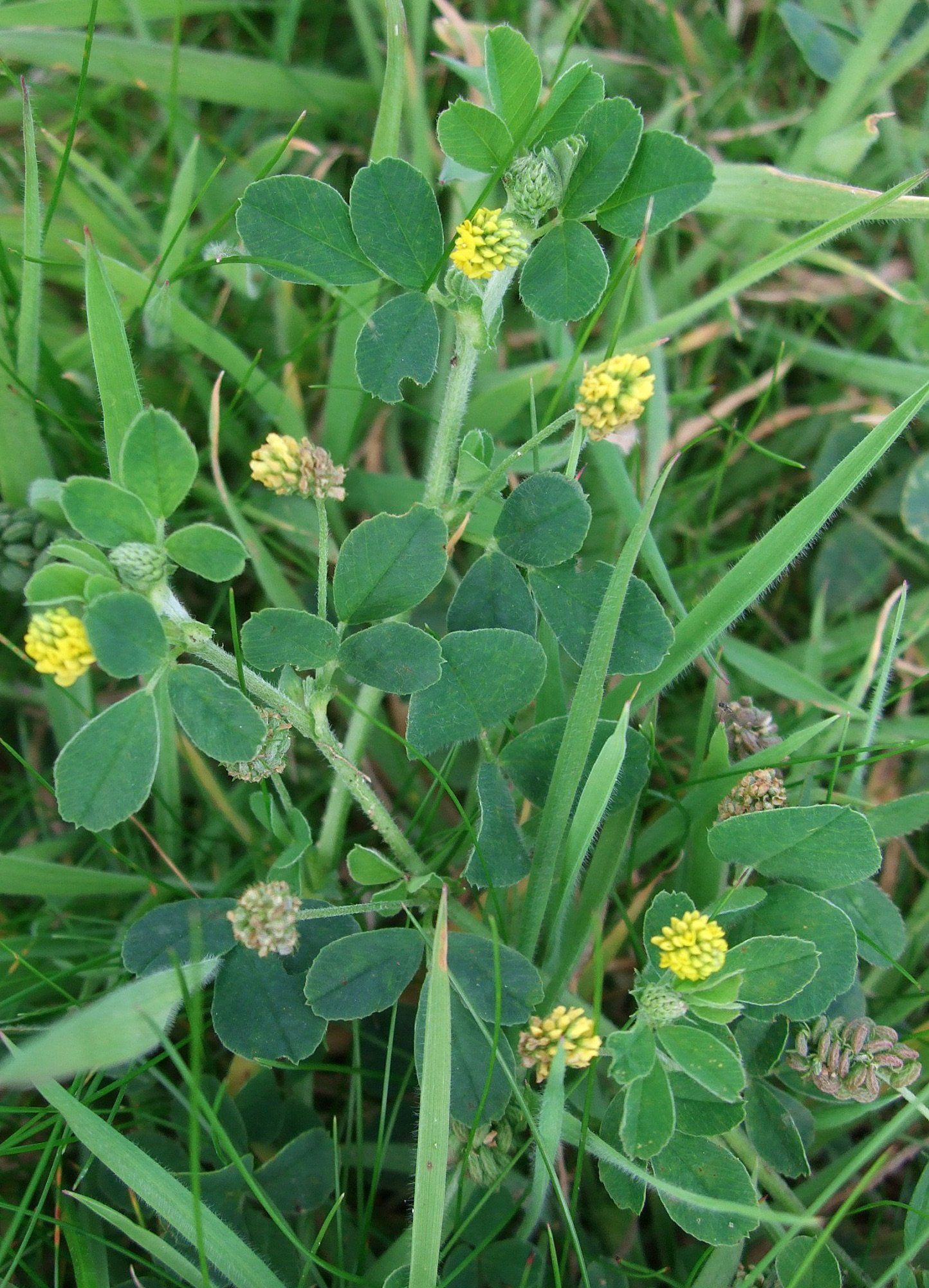 A plant with yellow flowers and green leaves is growing in the grass.