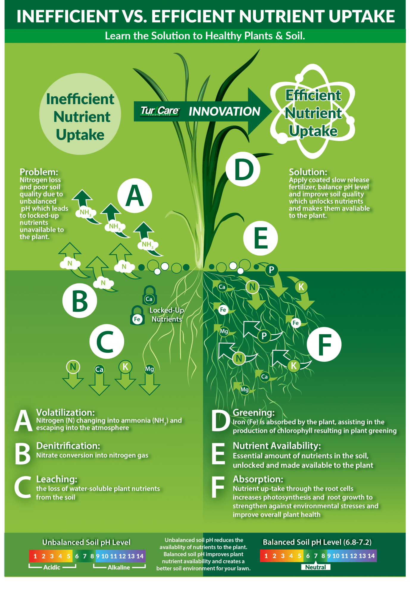 A poster showing the difference between inefficient and efficient nutrient uptake.