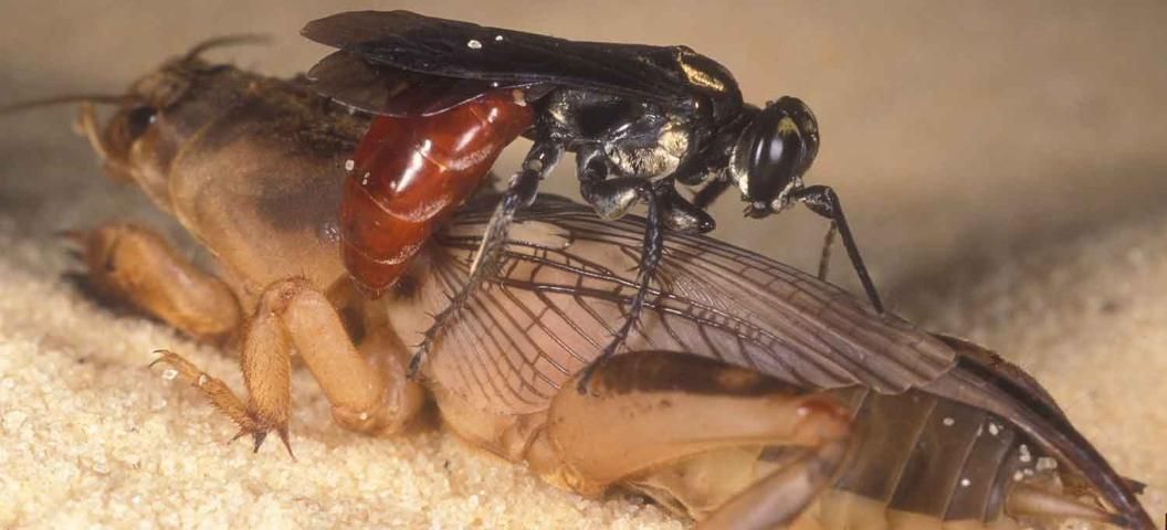 A close up of a wasp eating a mole cricket