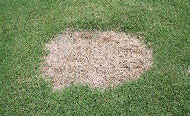 A patch of brown grass on a lush green lawn.