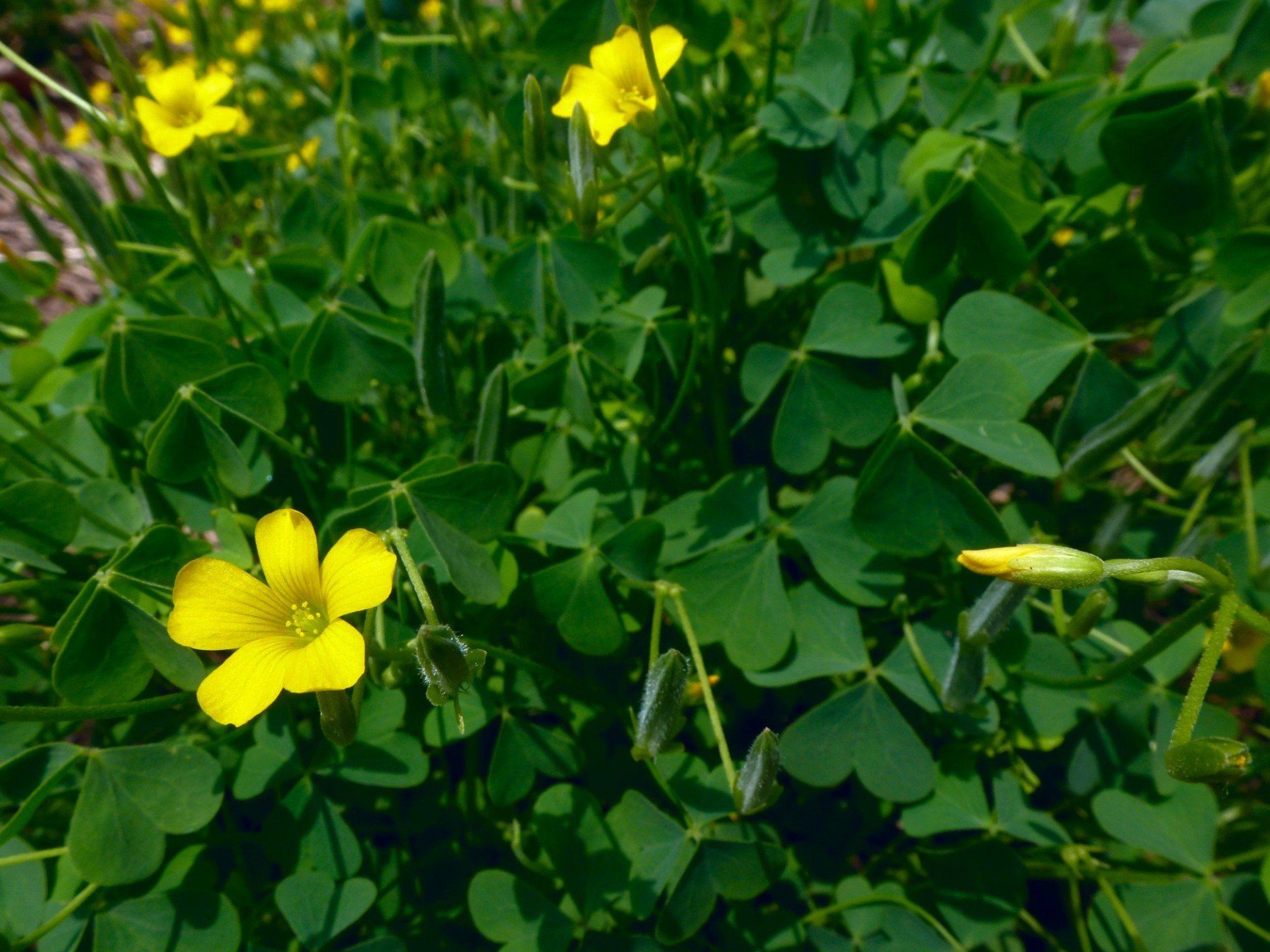 A close up of a plant with yellow flowers and green leaves.