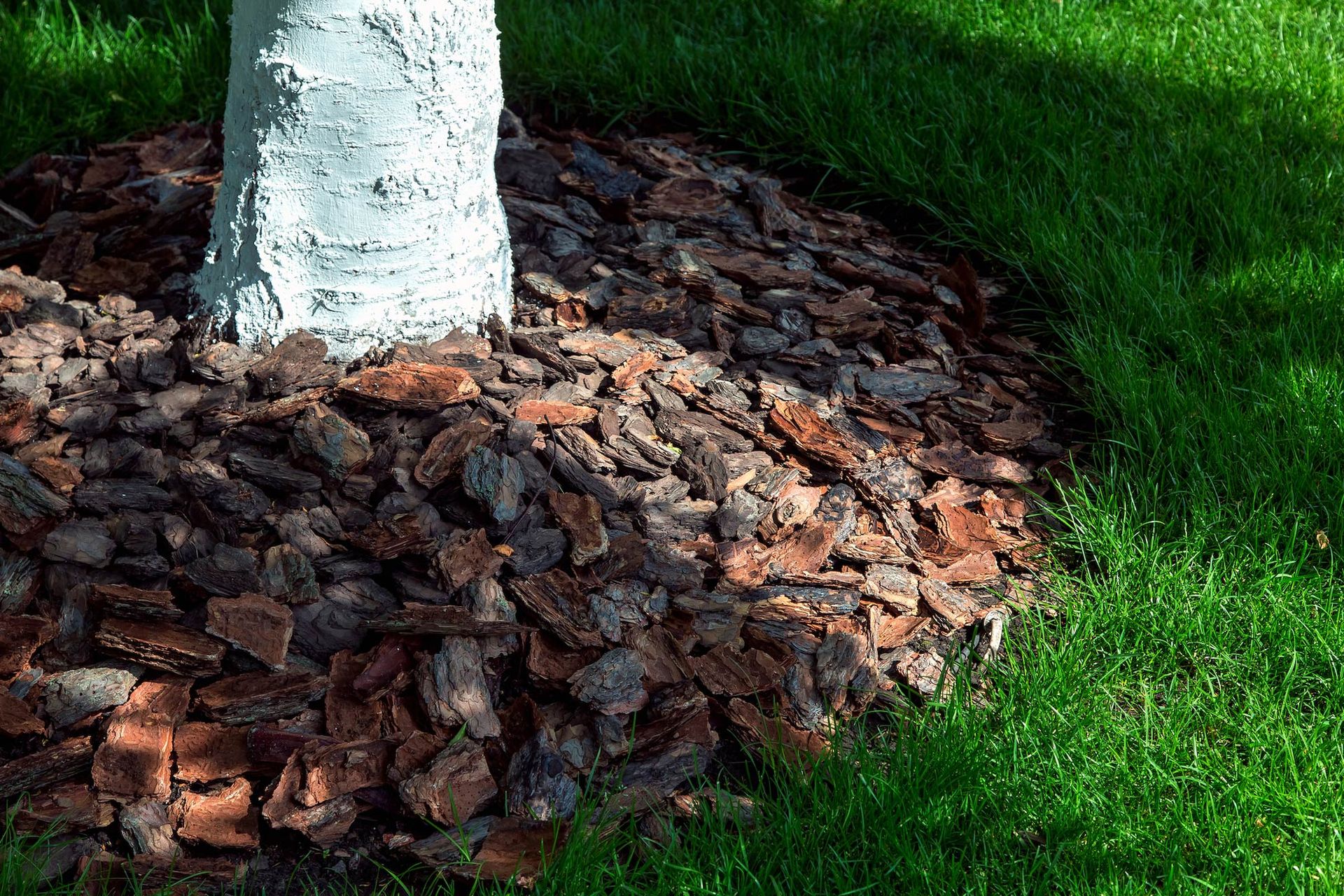 A tree trunk with white-painted bark surrounded by a thick layer of brown wood chip mulch in a lush green grass lawn.