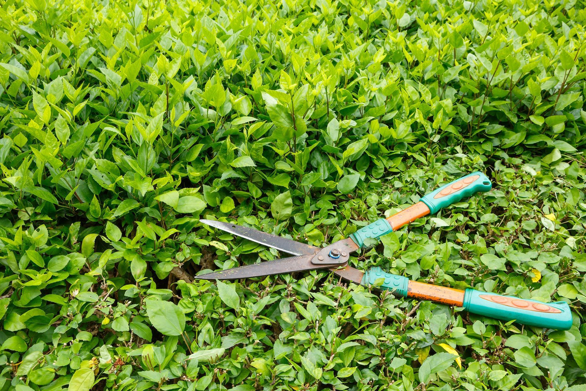 Manual hedge shears trimming lush green bushes for hedge and shrub trimming services in West Melbourne FL
