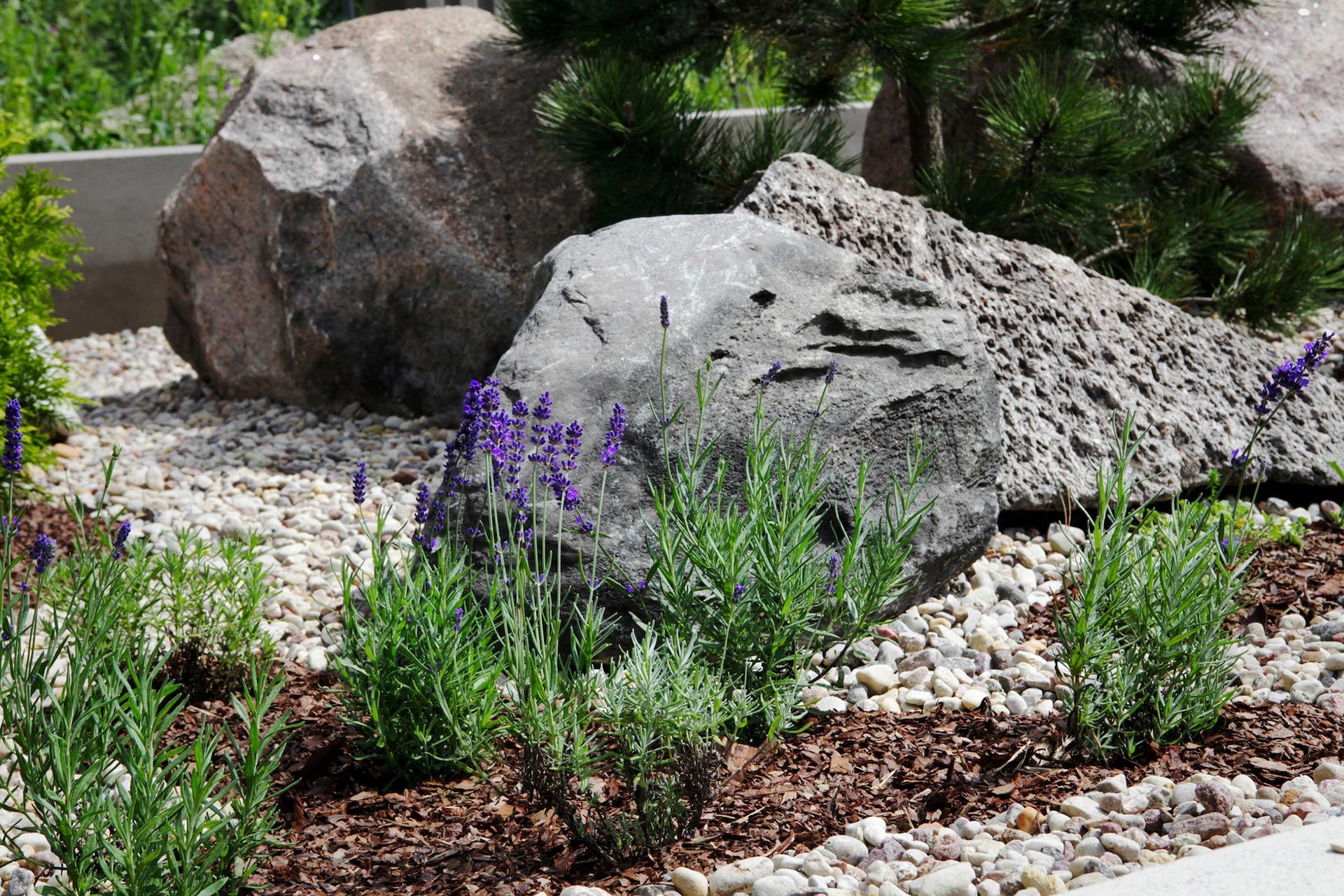 Large accent boulders and white pea gravel ground cover installed in a garden bed for rock installation services in West Melbourne FL
