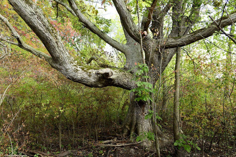 Island Cottage Woods Preserve
