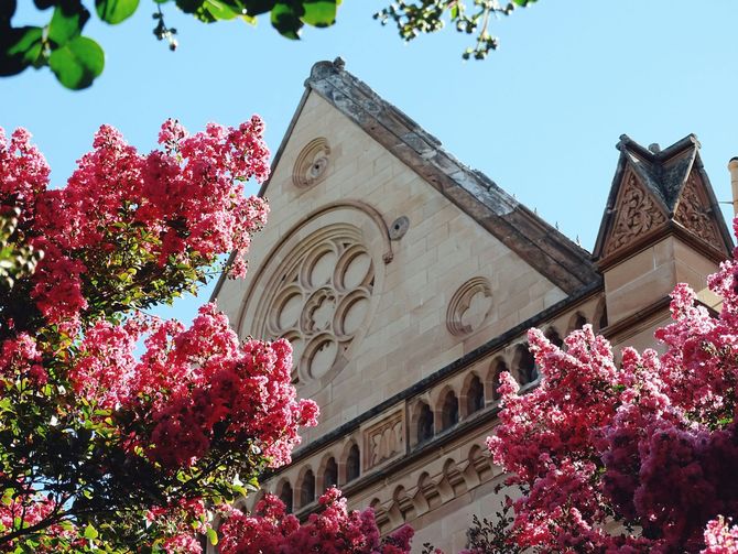 Pink flowering trees framing a historic stone building with arched windows against a blue sky