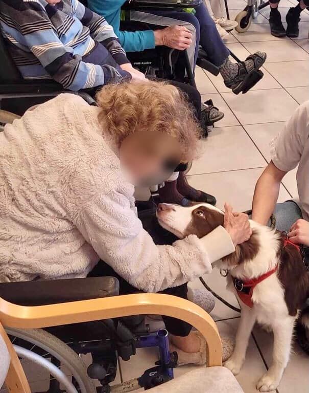 Bienfaits des animaux de compagnie pour personnes âgées - résidence bois de la pierre - wavre 