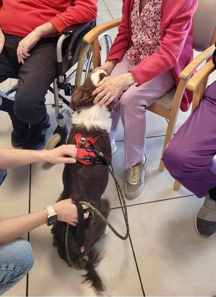 contact avec un animal de compagnie pour personnes âgées