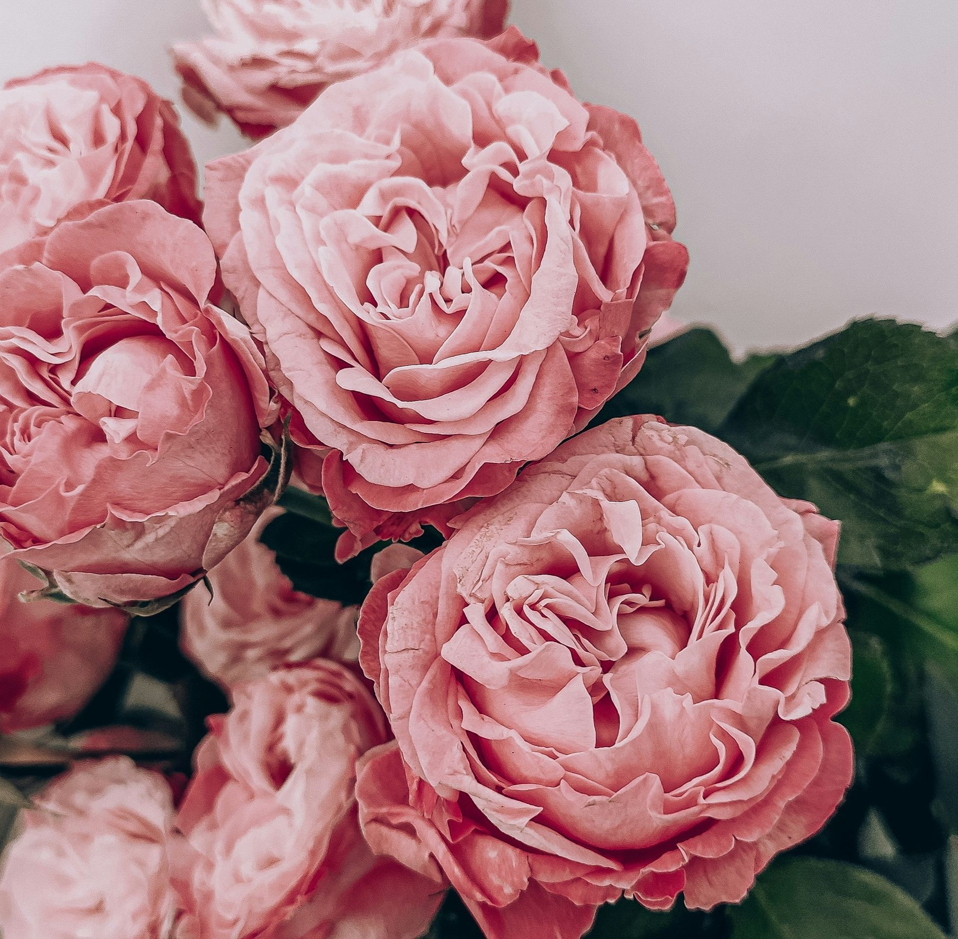 A bunch of pink roses with green leaves