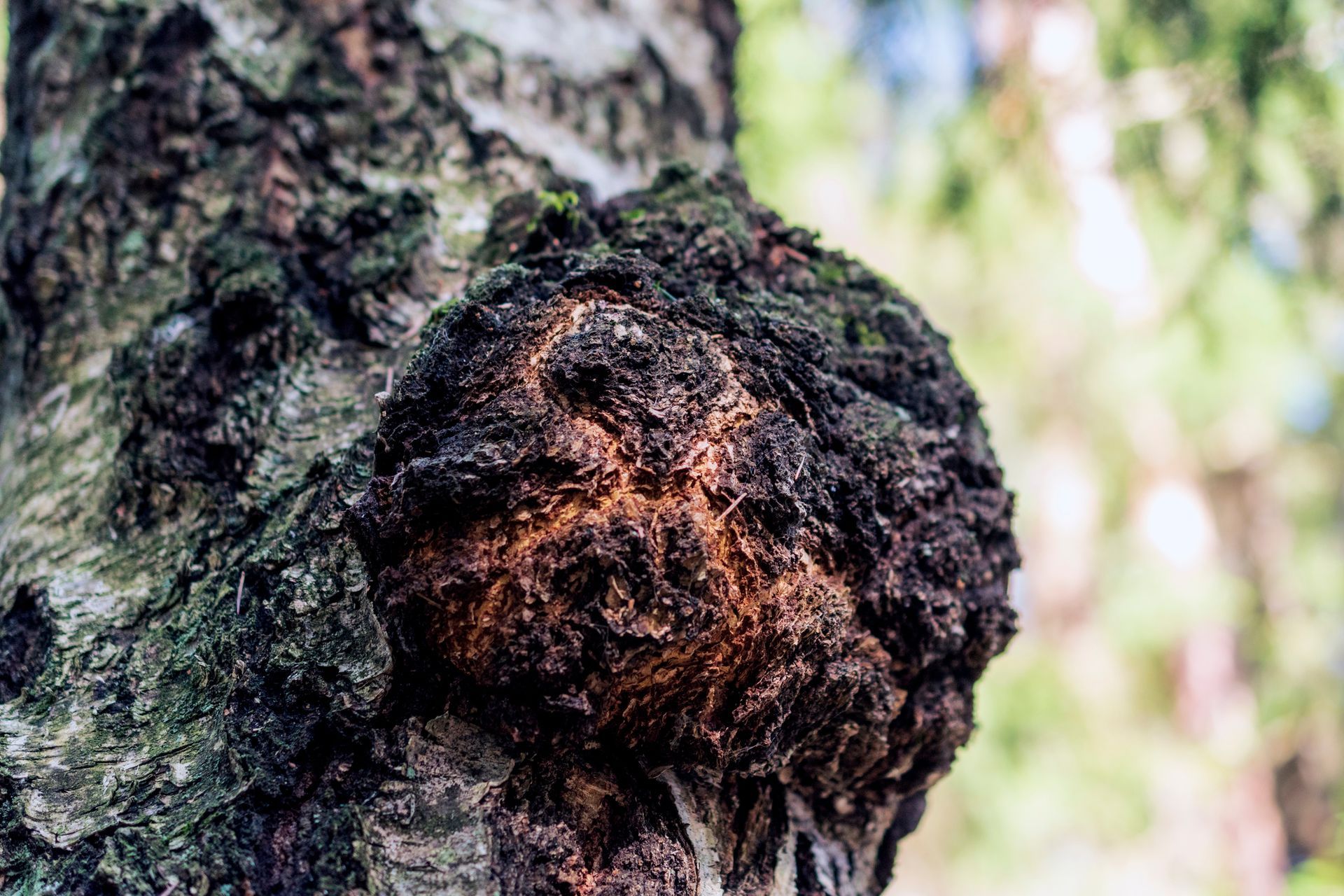 Tree Trunk - Albuquerque, NM - Scientific Tree Care Specialists