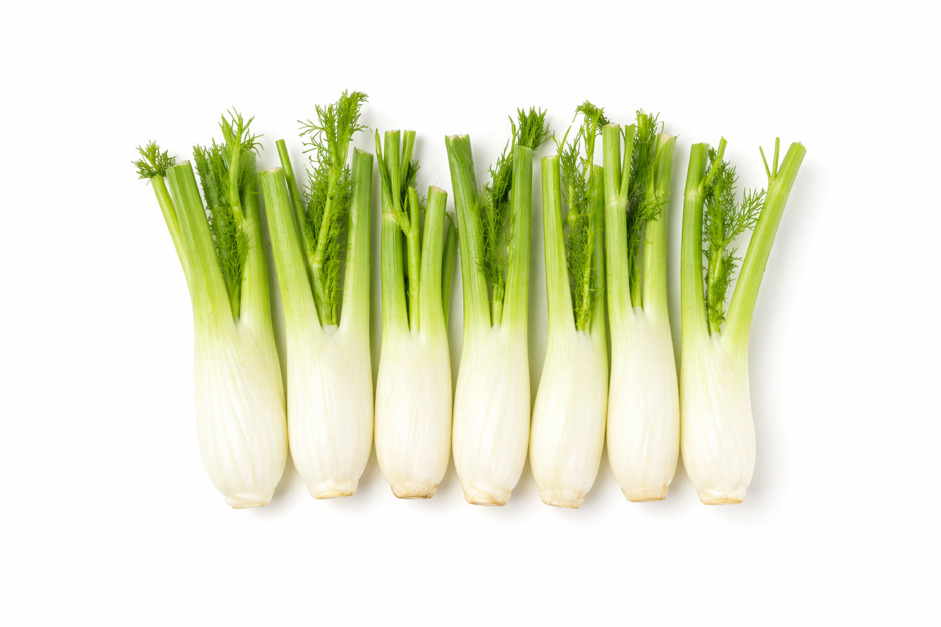 Fresh baby fennel bulbs with fine fronds and pale green stems