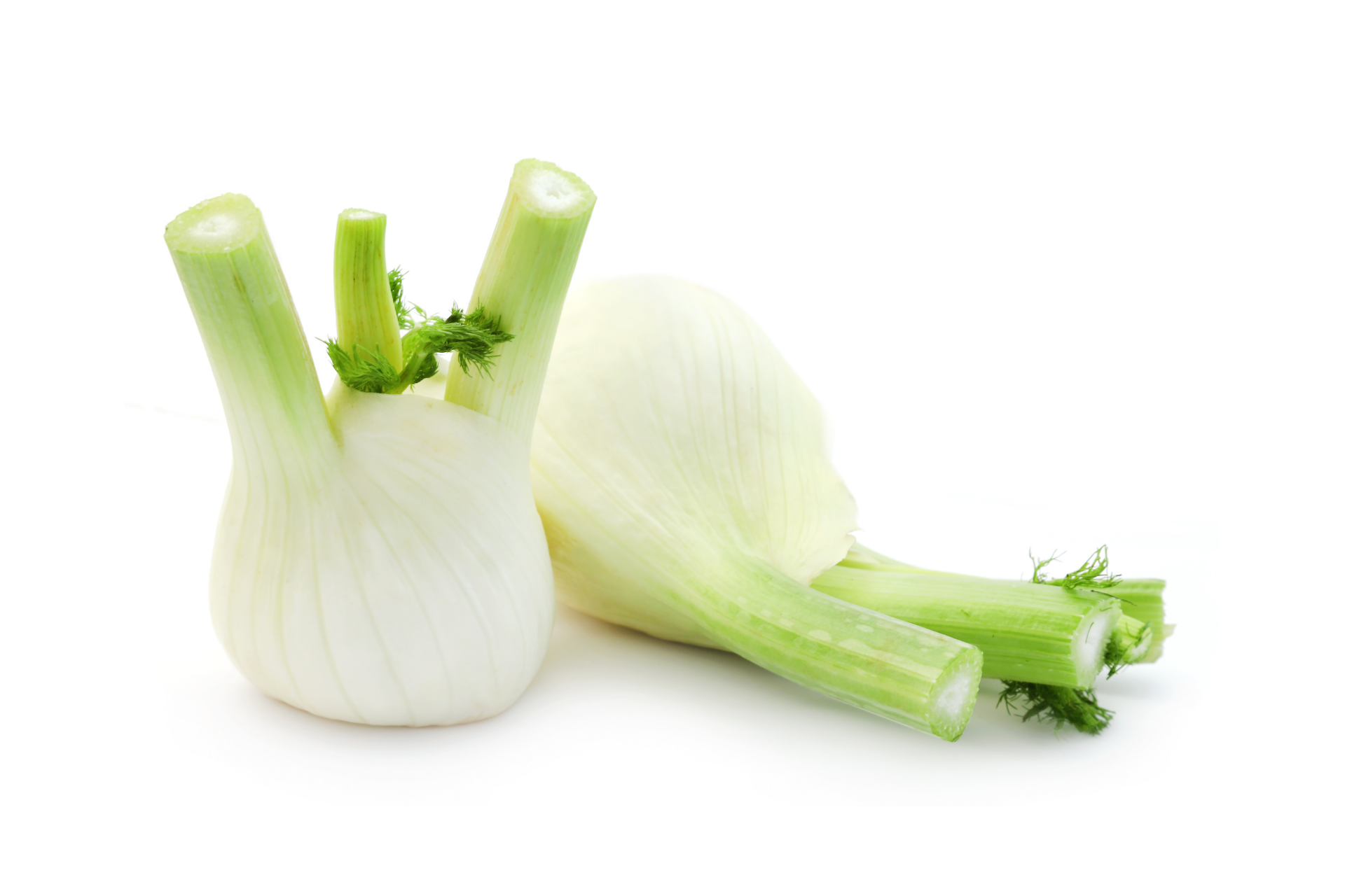 Fresh fennel bulbs with pale green stems and fronds