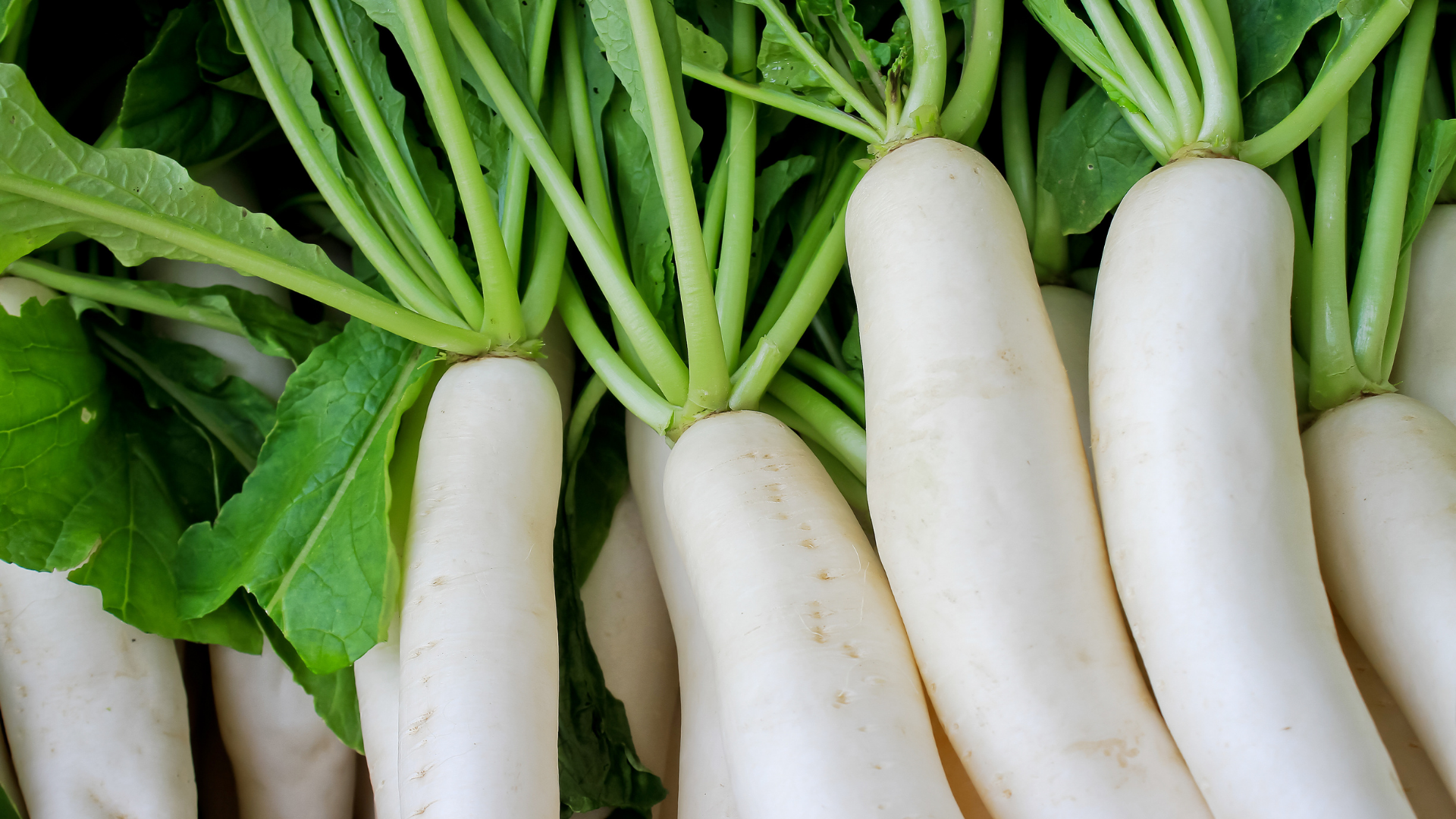 Fresh white Mooli daikon radishes for UK wholesale
