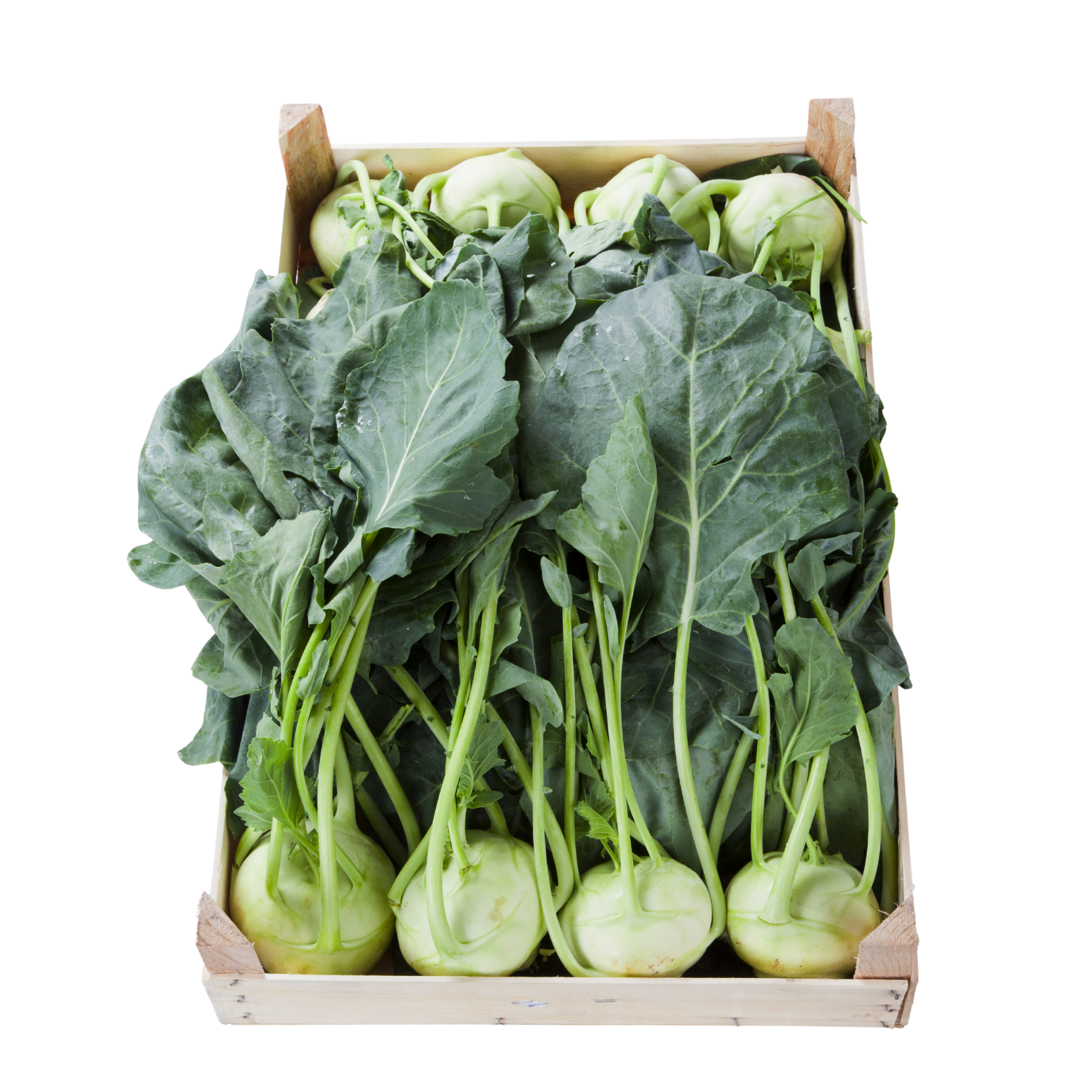 Wholesale Kohlrabi, with or without leaves