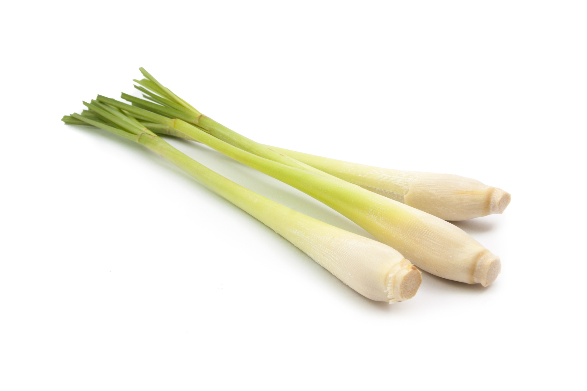 Fresh lemongrass stalks bundled for catering supply