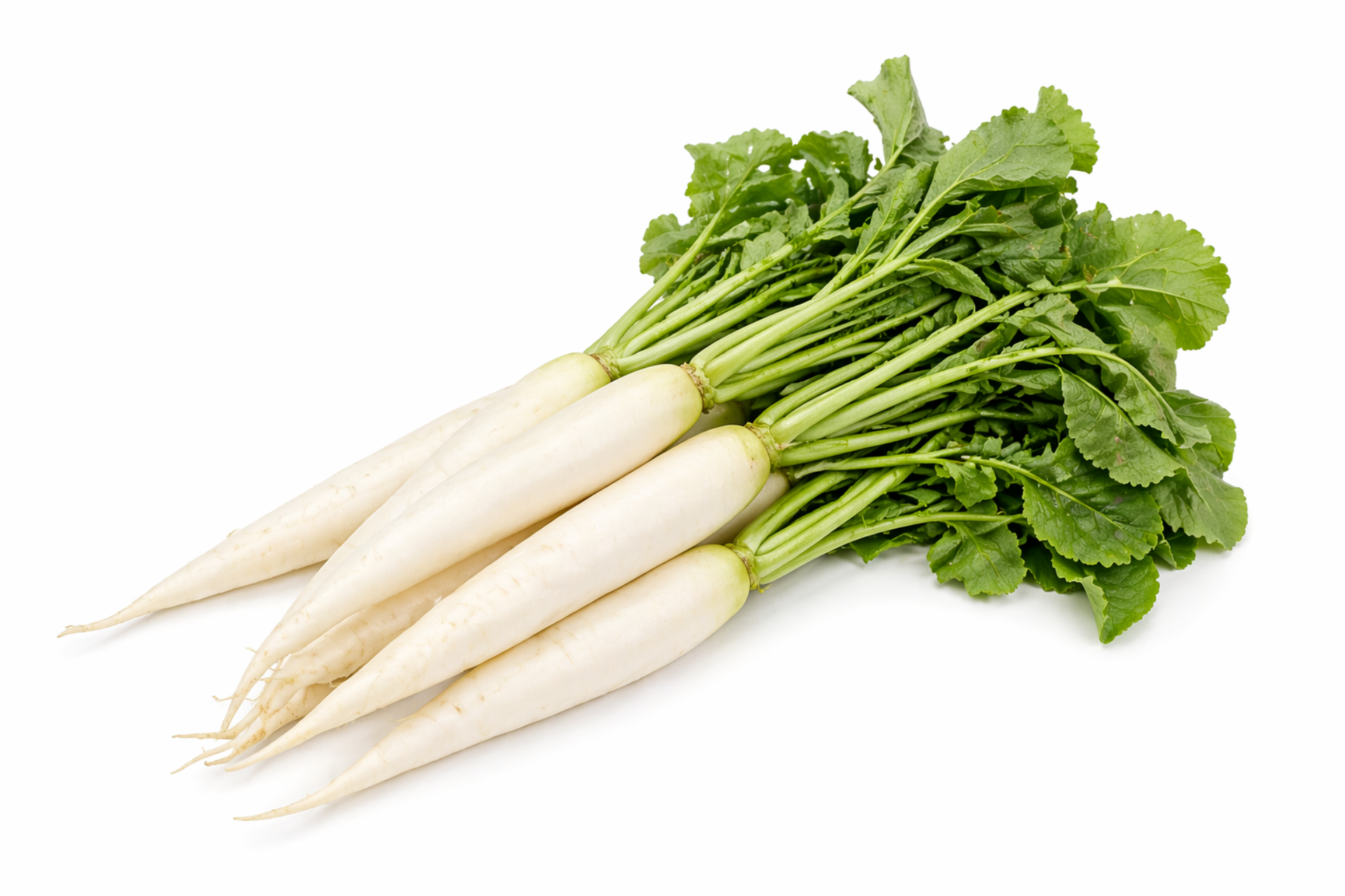Long white mooli daikon radish displayed whole