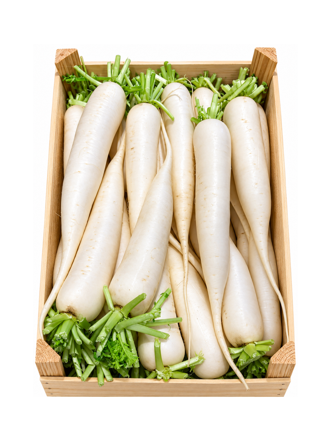 Wholesale Mooli