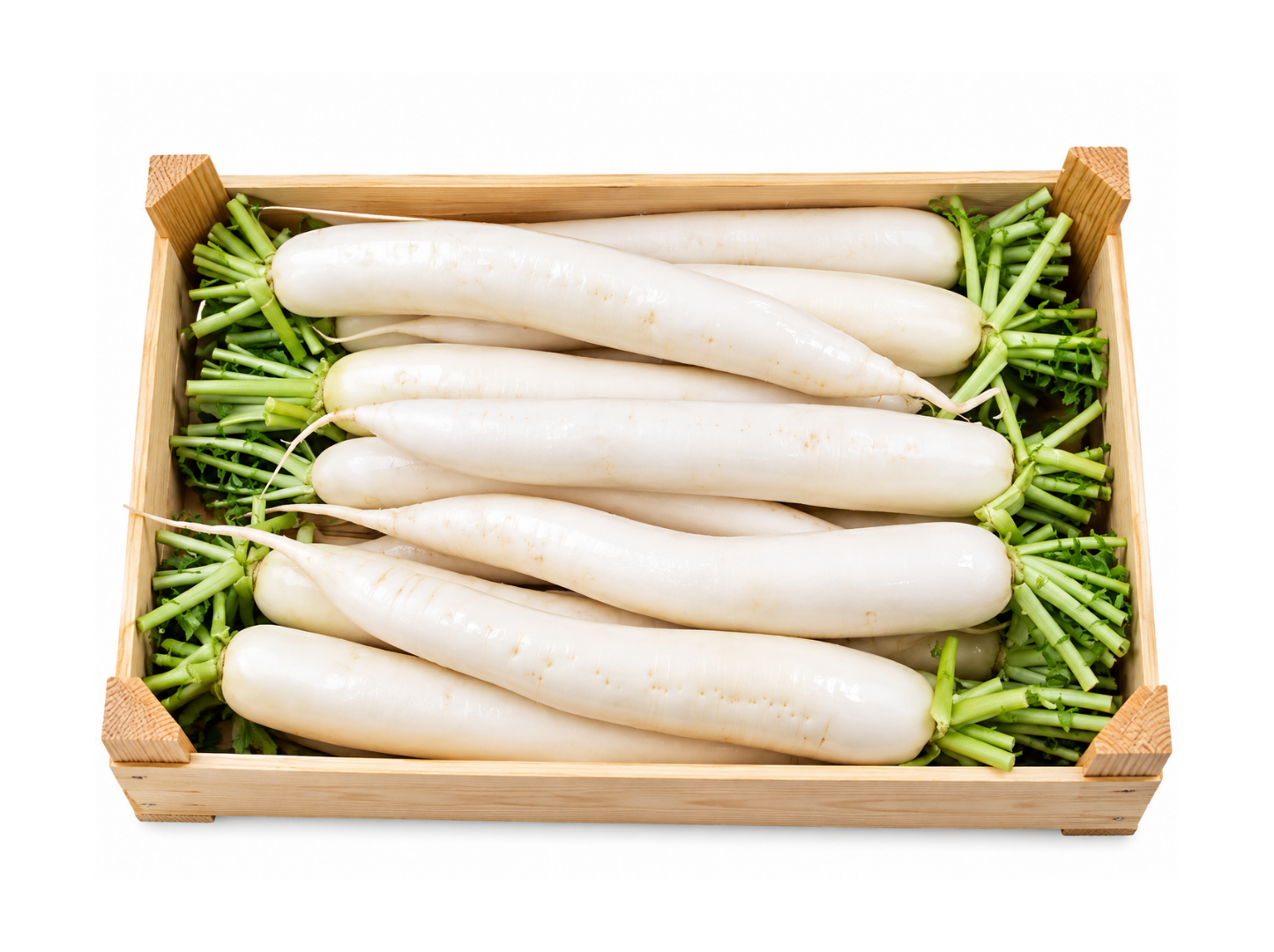 Fresh white Mooli radishes packed in a wooden wholesale case