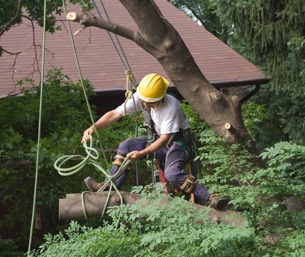 Tree Removal Specialists — Fremont, NH — Bolduc Tree Service Tree Removal Specialists — Fremont, NH — Bolduc Tree Service