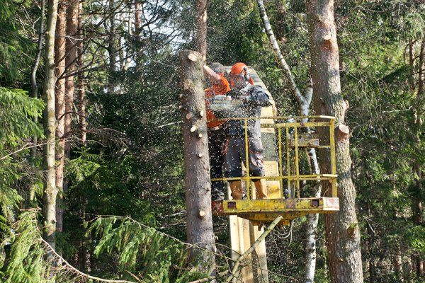 Workers Doing Tree Removal — Fremont, NH — Bolduc Tree Service