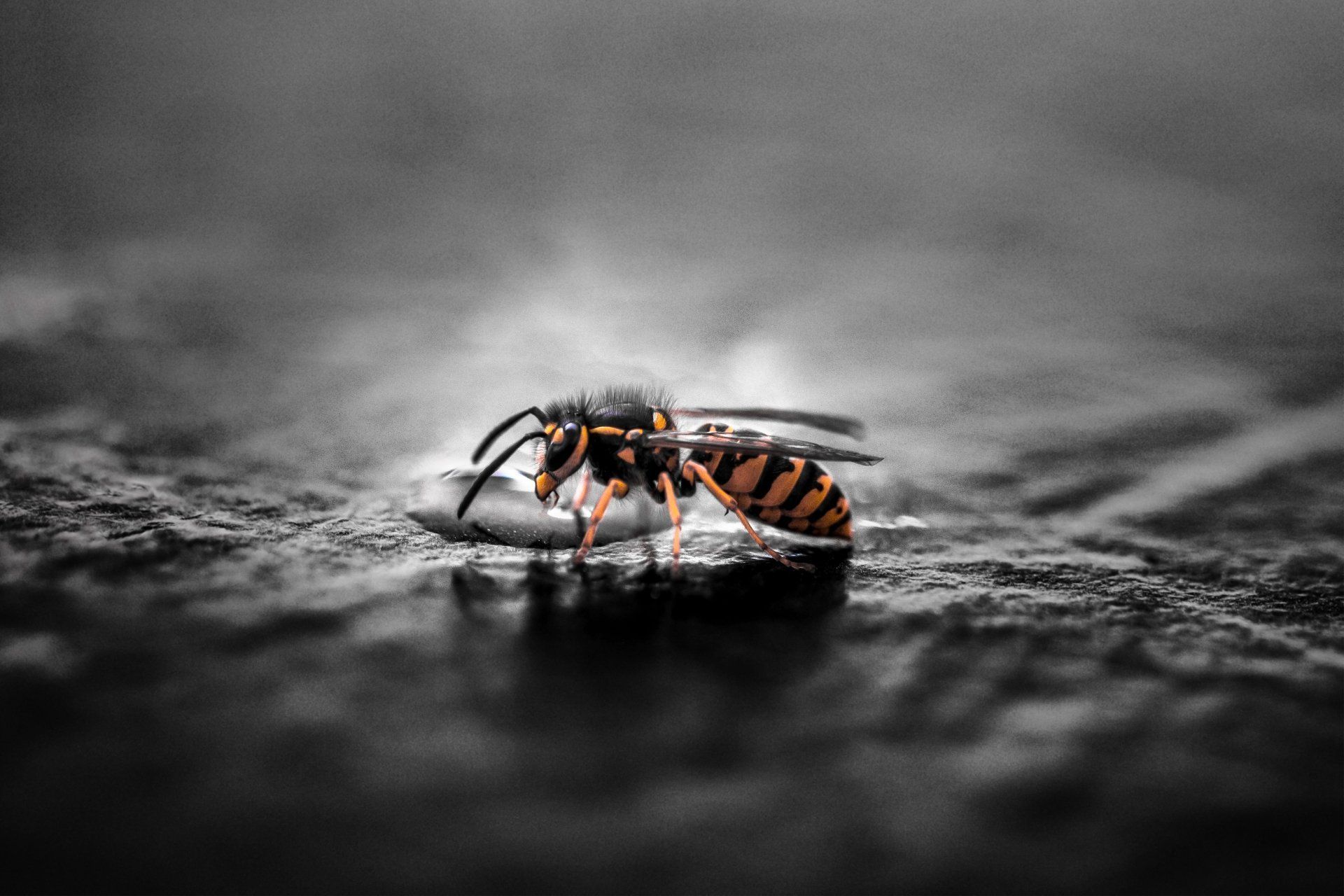 pest control services sandy ut