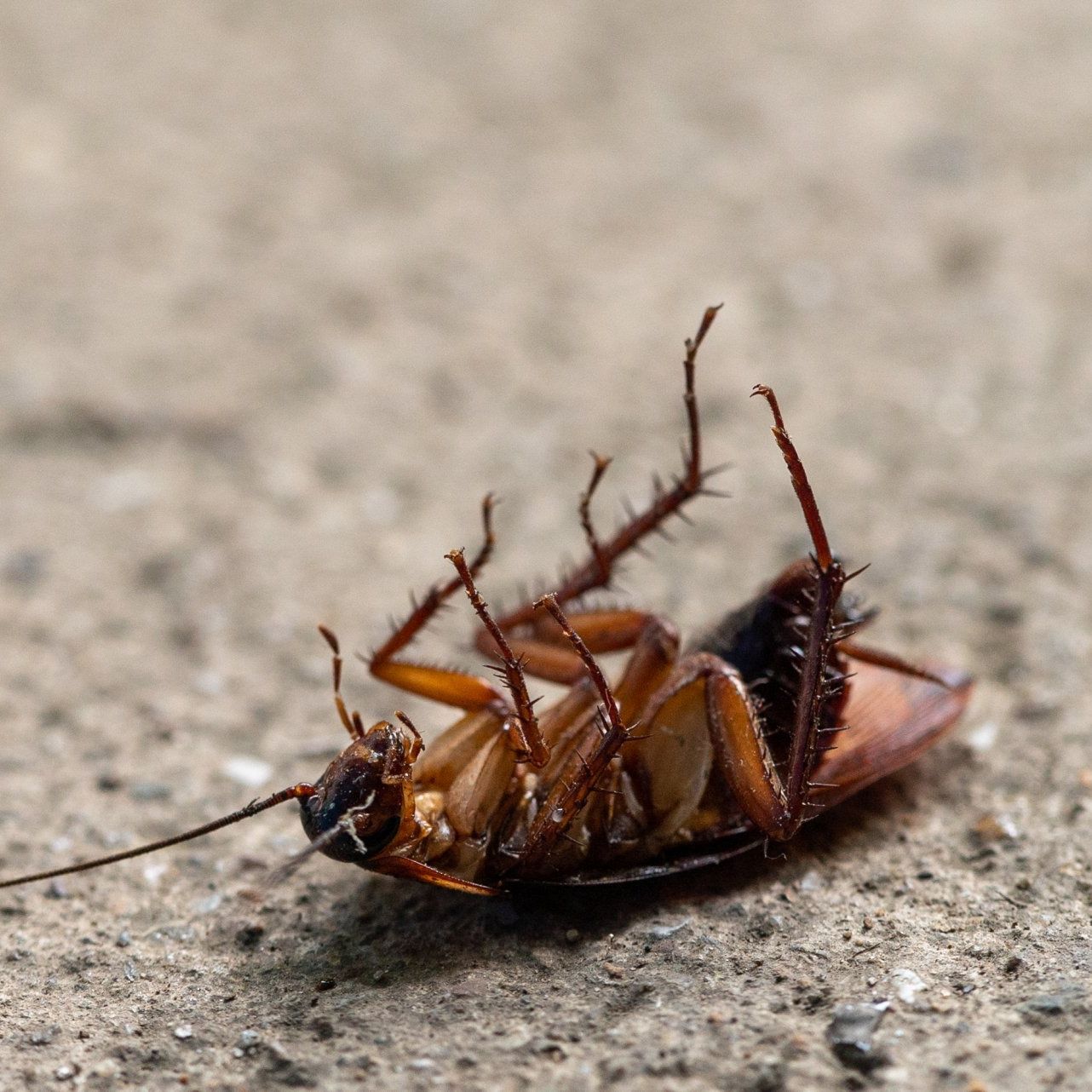 roach pest control
